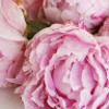 rosie_007